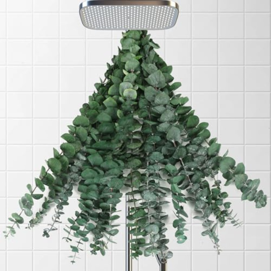 Home Fragrance Eucalyptus - Ranting Eucalyptus Kering untuk Kamar Mandi,