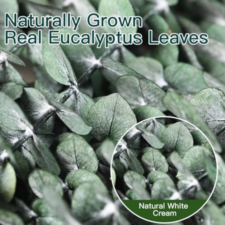 Ranting Eucalyptus Kering untu - Home Fragrance Eucalyptus ulasan dan harga